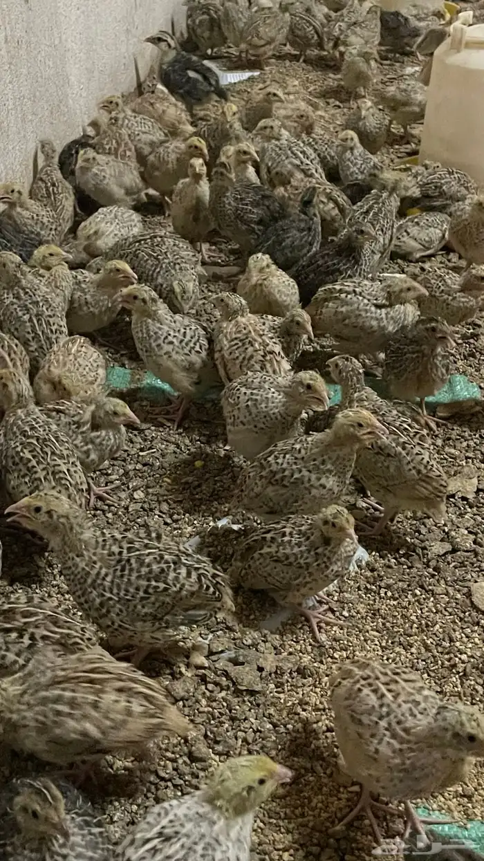 سمان مريعي فري 2