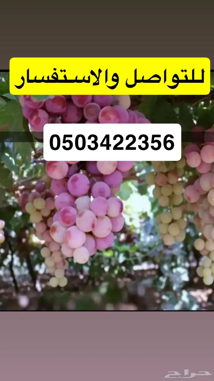للبيع عنب بالجمله من مزارع ( حائل ) 0