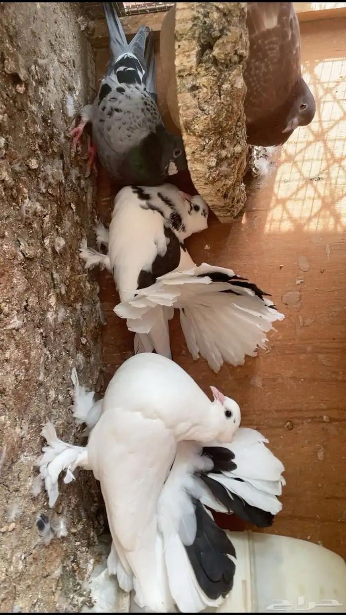 ازواج رقاص امريكي 3