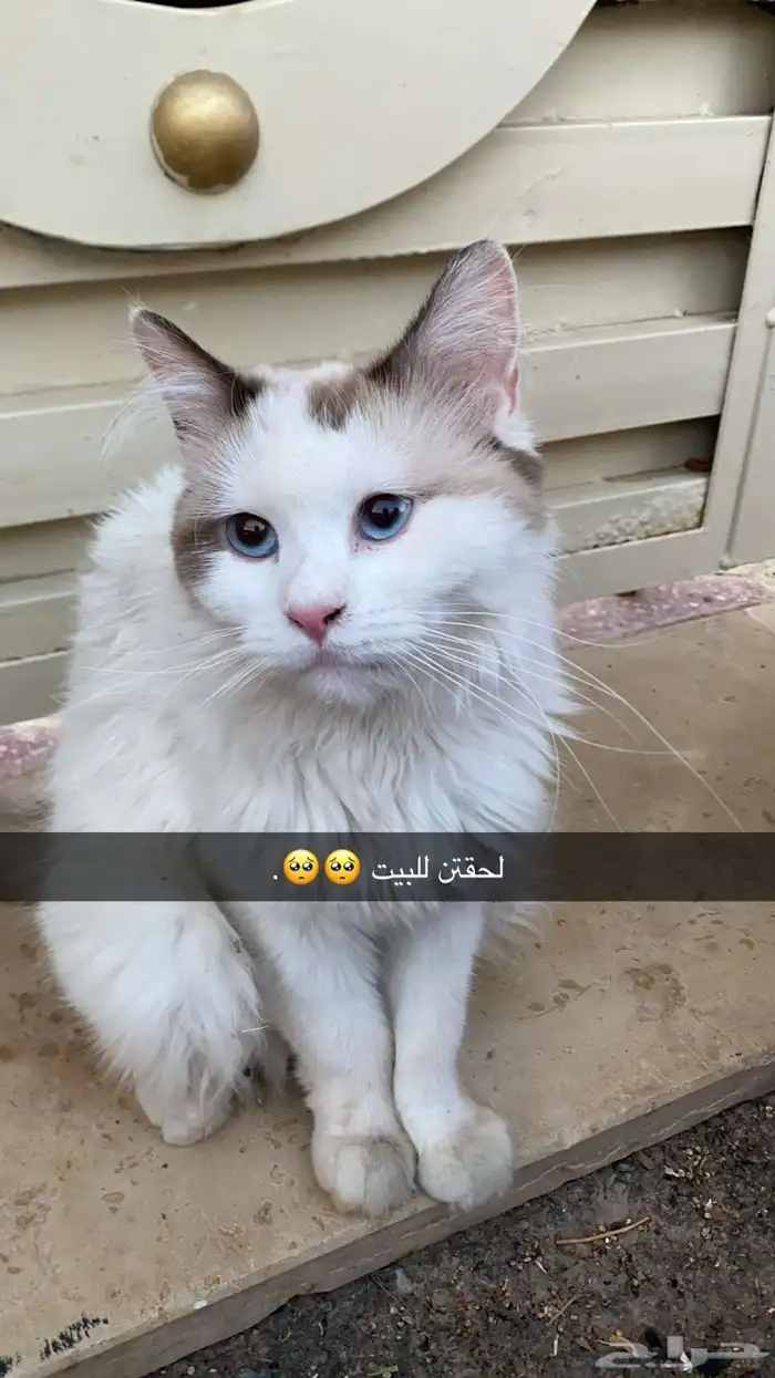 بسه شيرازيه للبيع 0