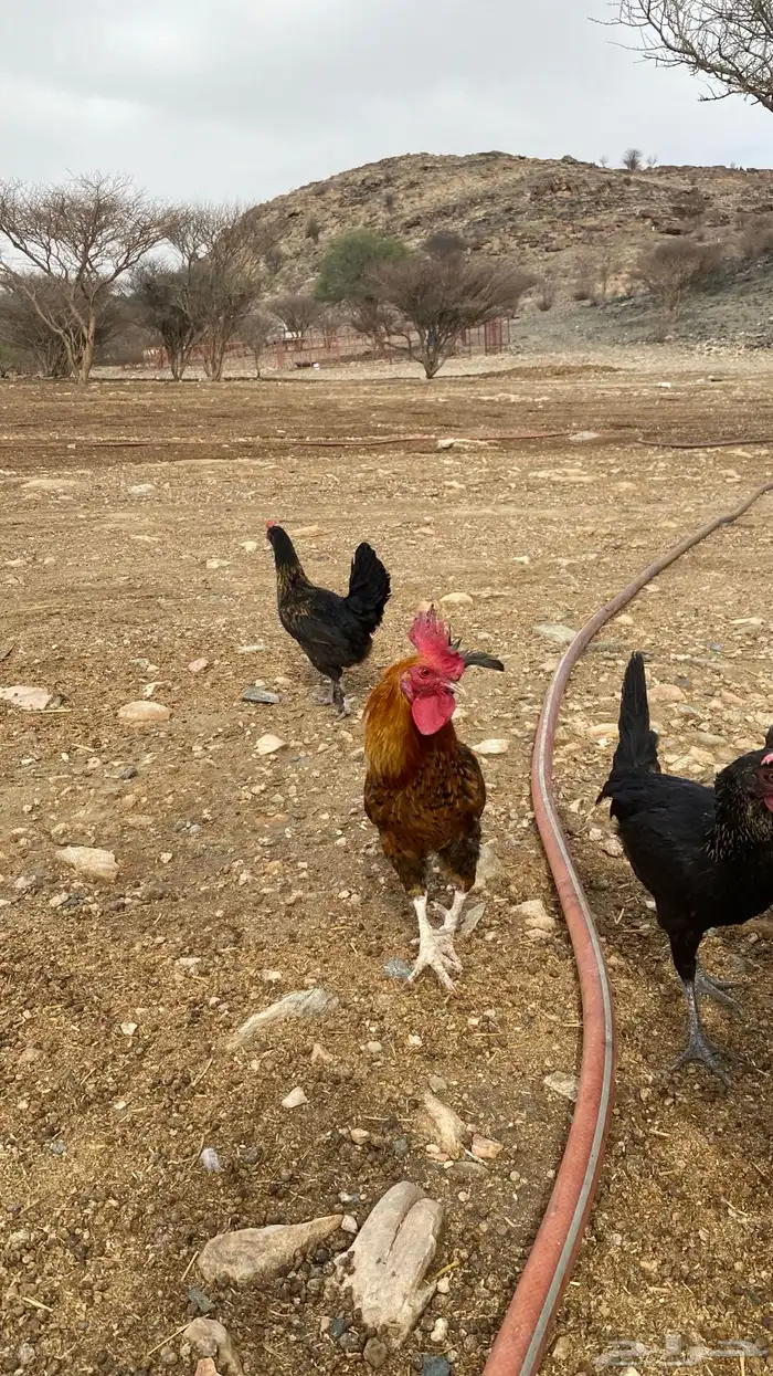 دجاج بلدي بياض 3