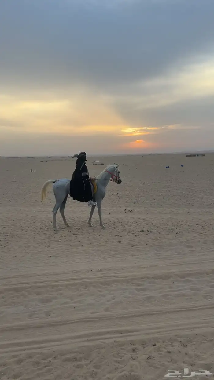 تدريب الخيول 2