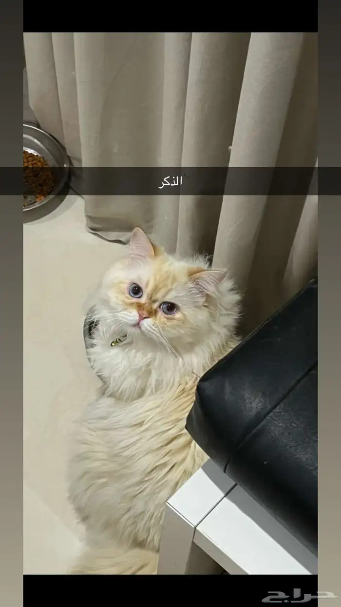 انثى شيرازي حامل تبني 1