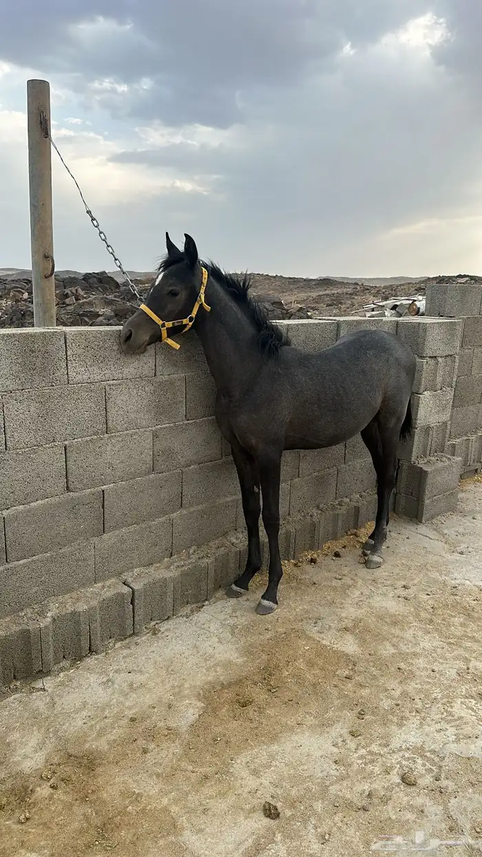 مهره دهما 1