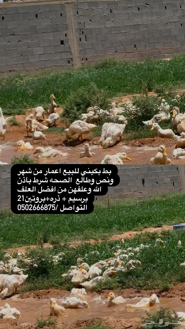 بط بكيني سوبر جانبو شرط اصحه 3