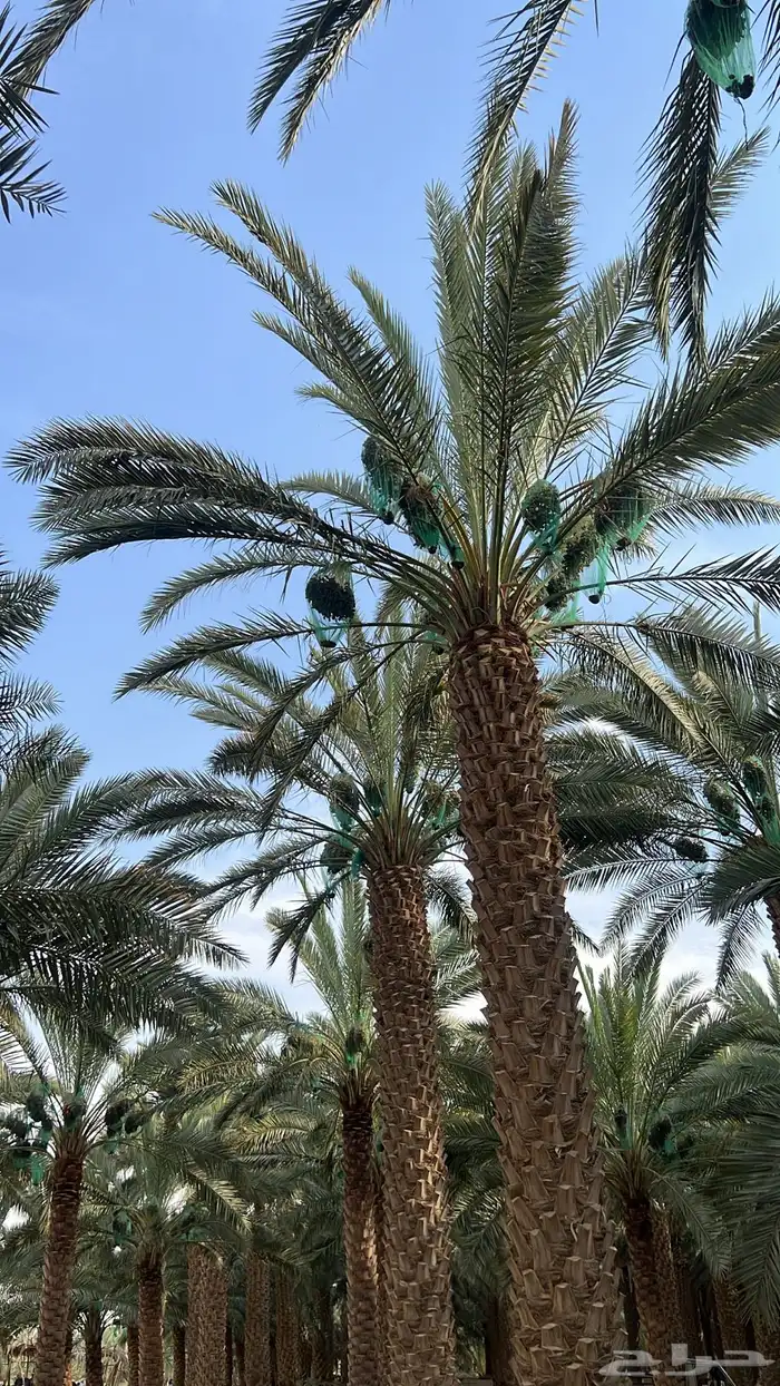 تمر سري رقم واحد 1