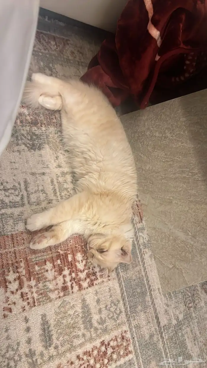 قط للبيع 0