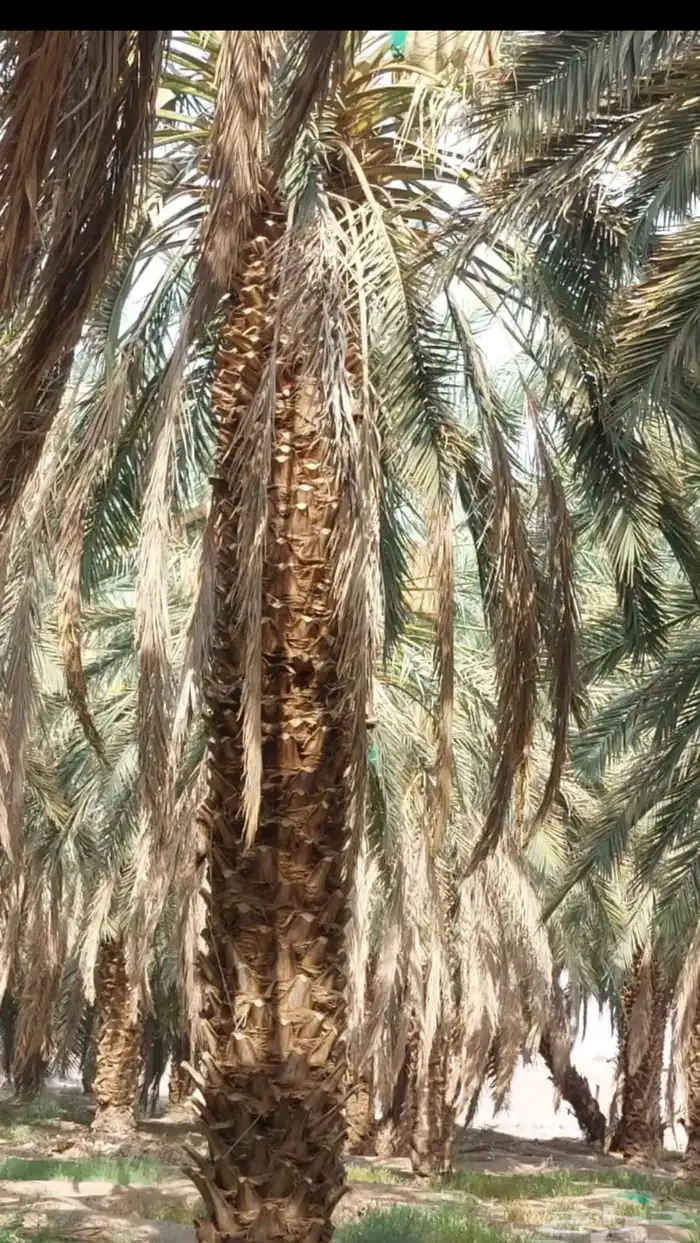 نخل عربي طول من 6 متر الى 12 متر 0