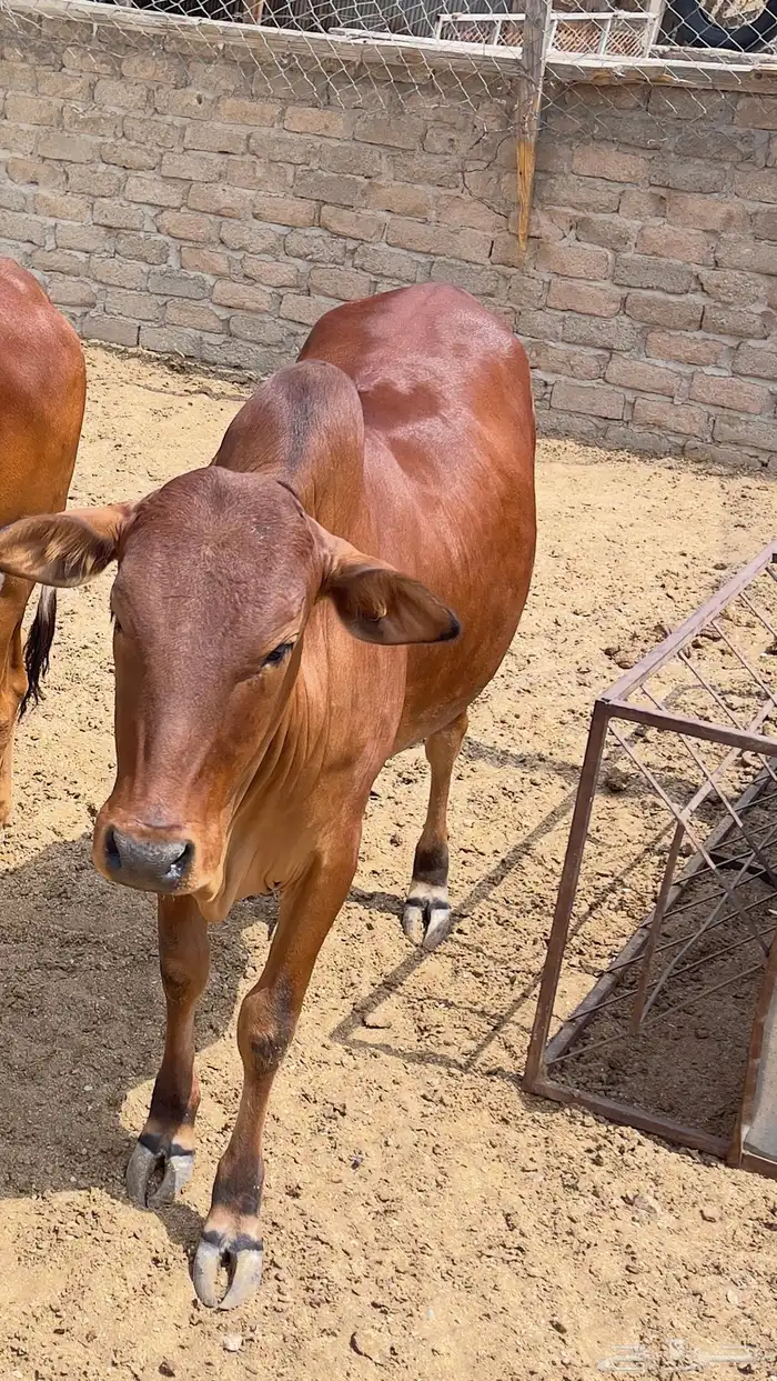 حسيلة البيع بالربع 1