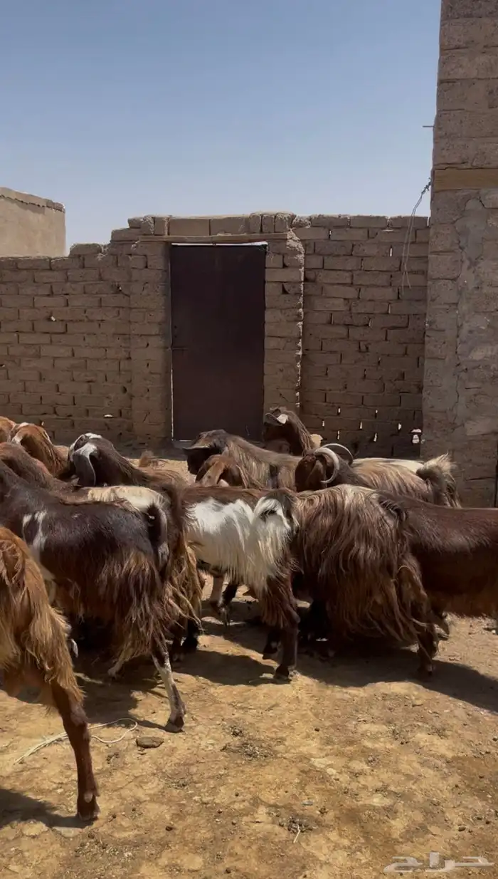 معزا مصريات صنف 0