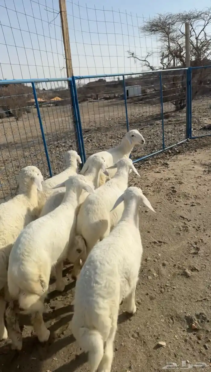 بهم تربية نظيف 2
