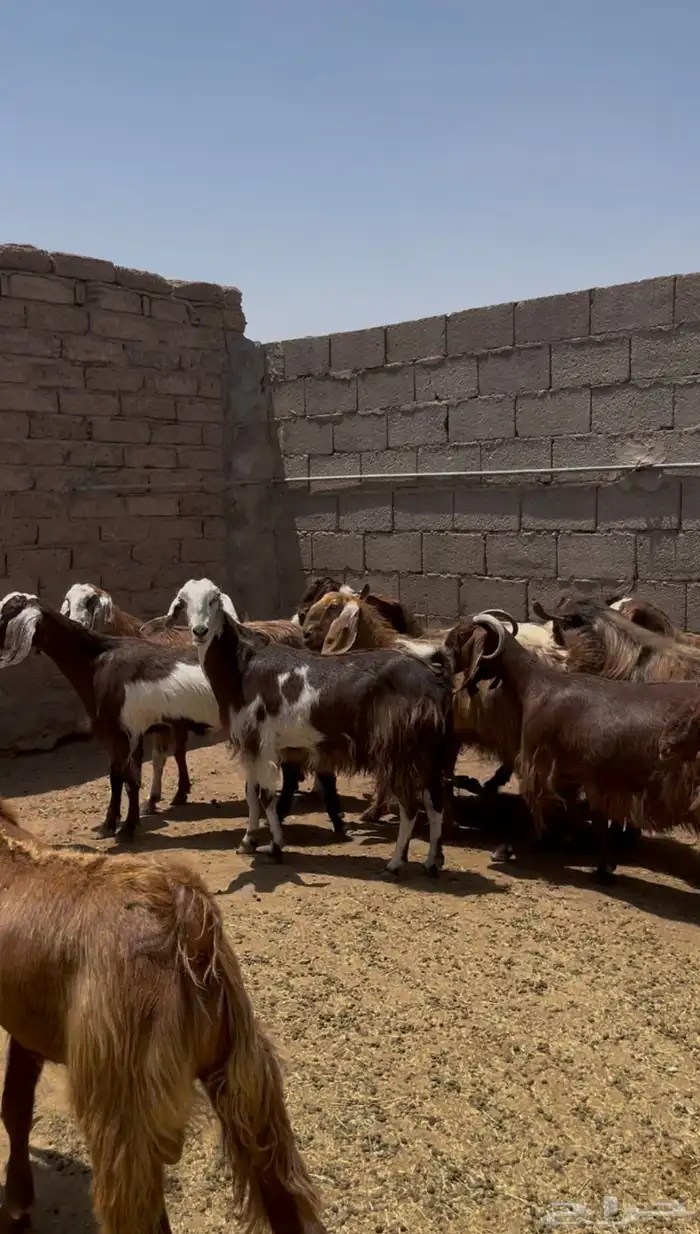 معزا مصريات صنف 1