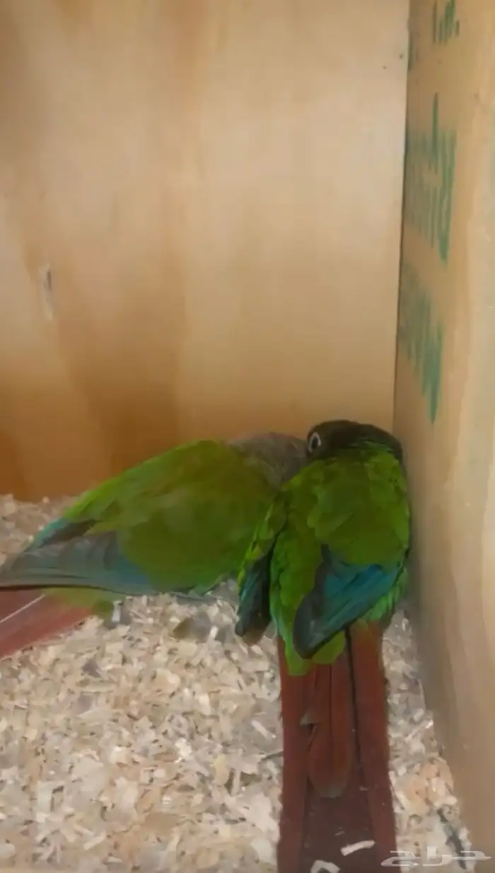 زوج كنيور 1