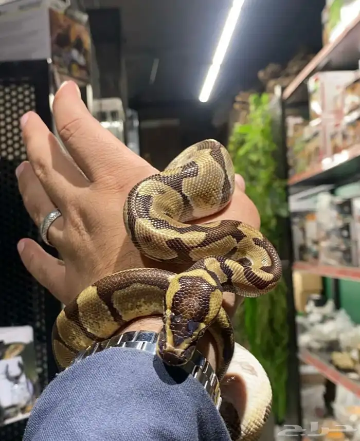 للبيع او البدل التفاصيل بالصوره 0