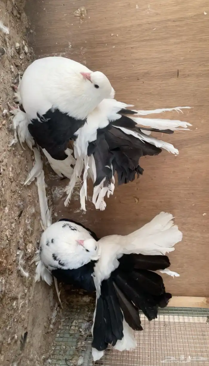 ازواج رقاص امريكي 0