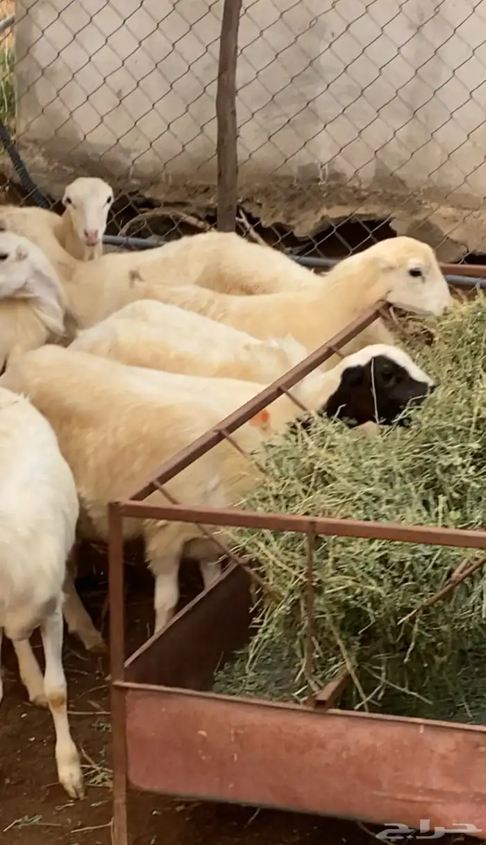 رخيل العدد 11 2
