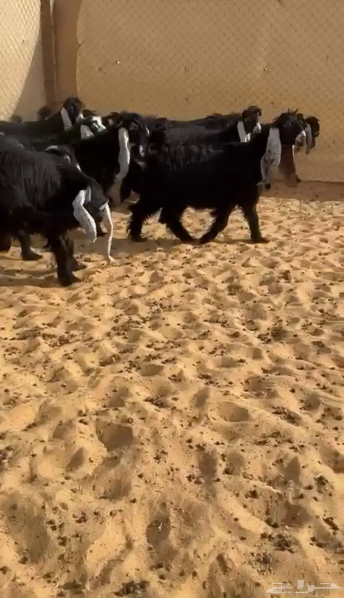 عرض بيع جفرات عوارض صنف 0