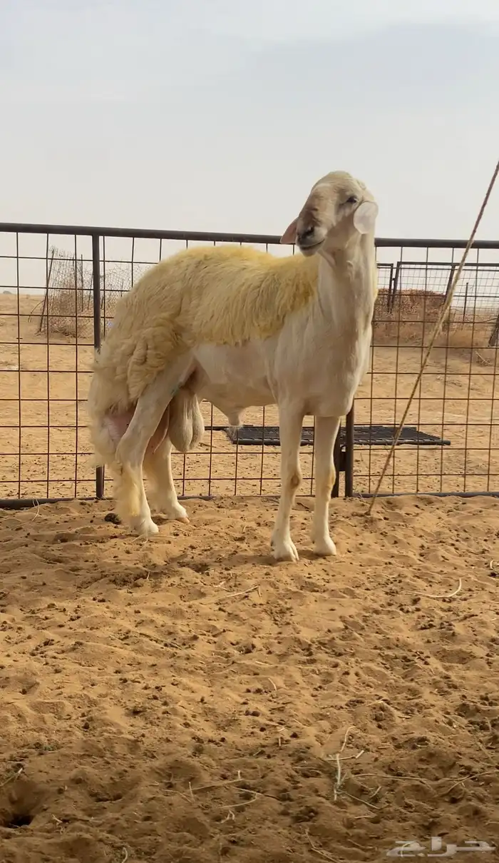 فحل صنف مشروط 3