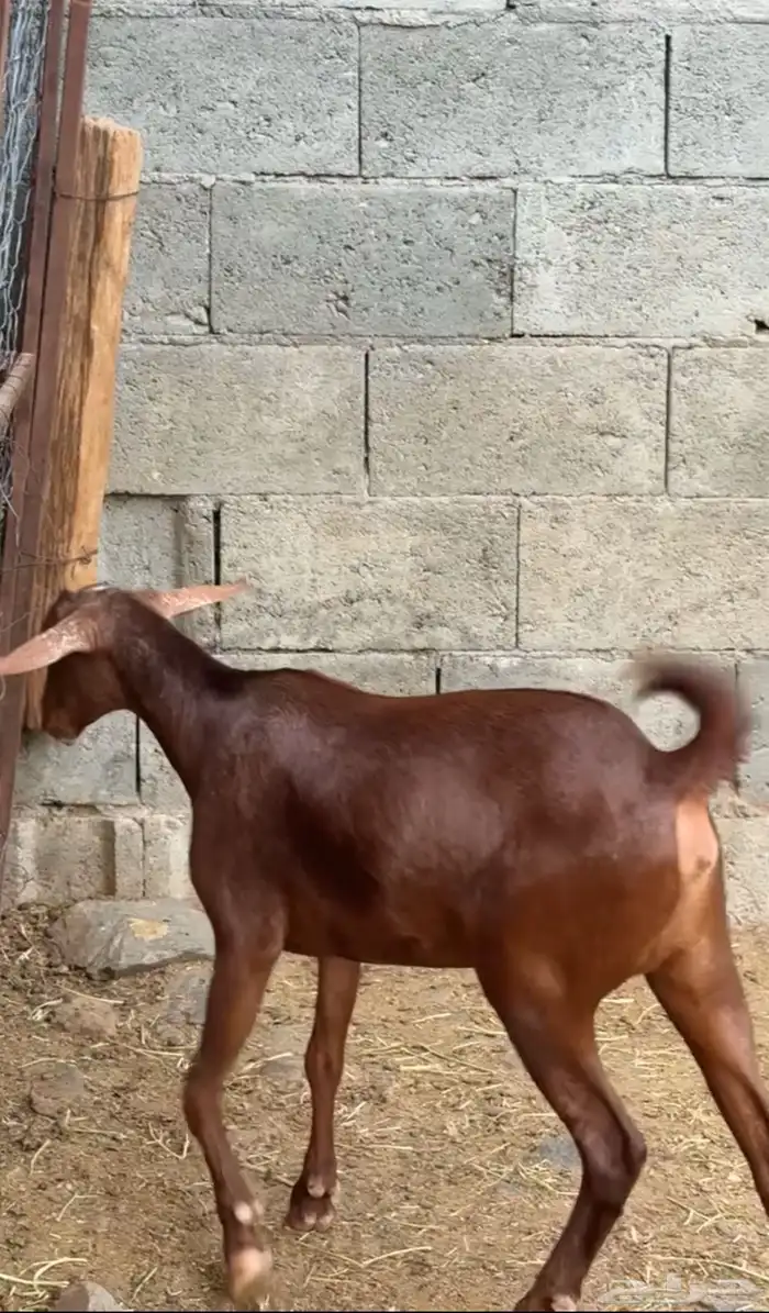 عنقان دهم دبس جم 1