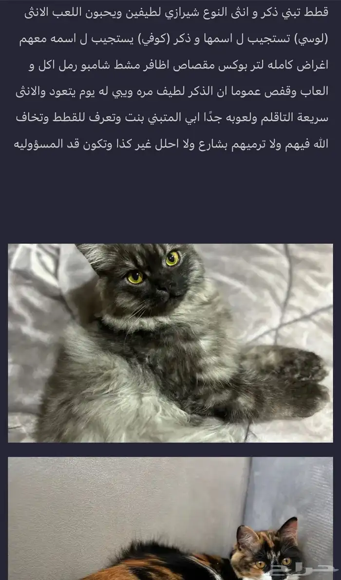 قطط 0