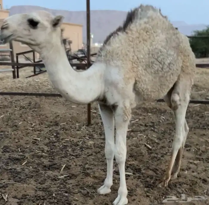 قعودة عمره 6 شهور مغلق شحم 0