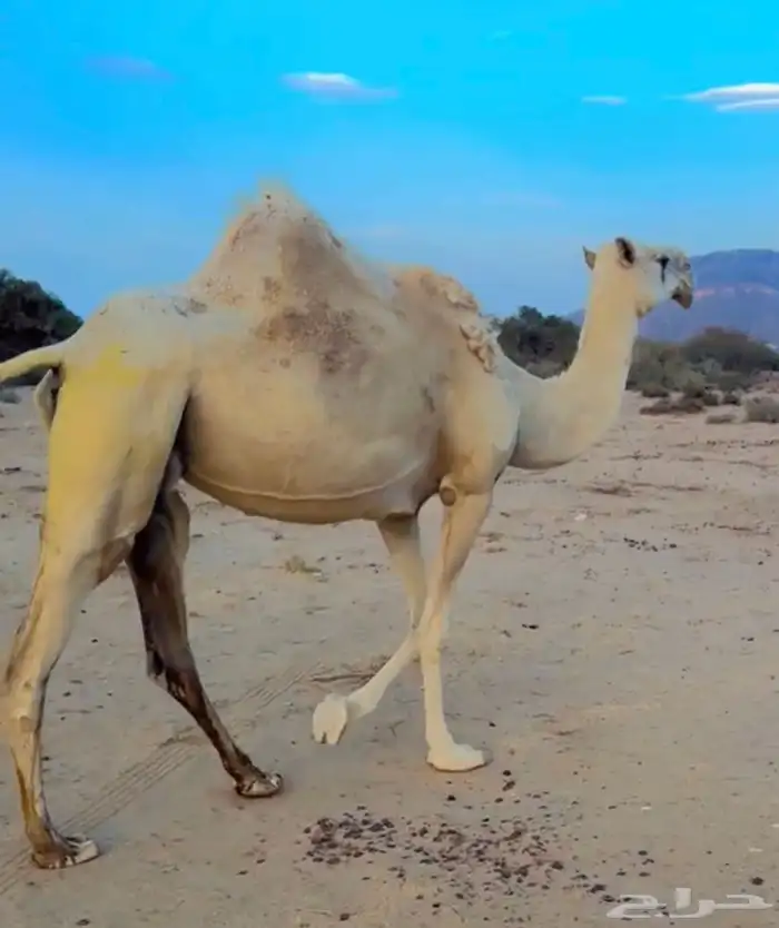 ناقه لقحه 1