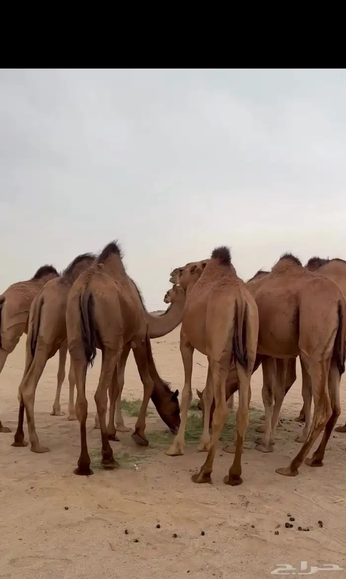 بكار سواحل حمر 0