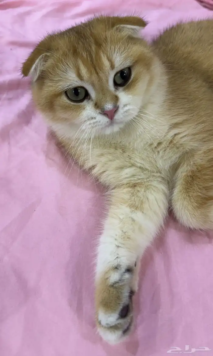 ذكر سكوتش دبل فولد من أهالي مسجلة بيور 4