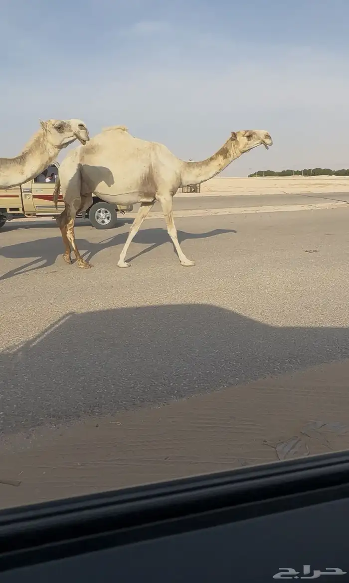 تم البيع 0