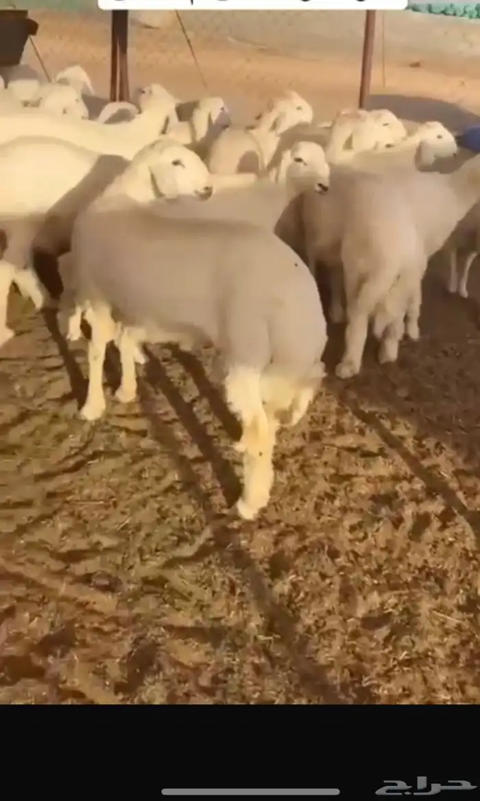خرفان ناهي جبر صنف الصنف 1