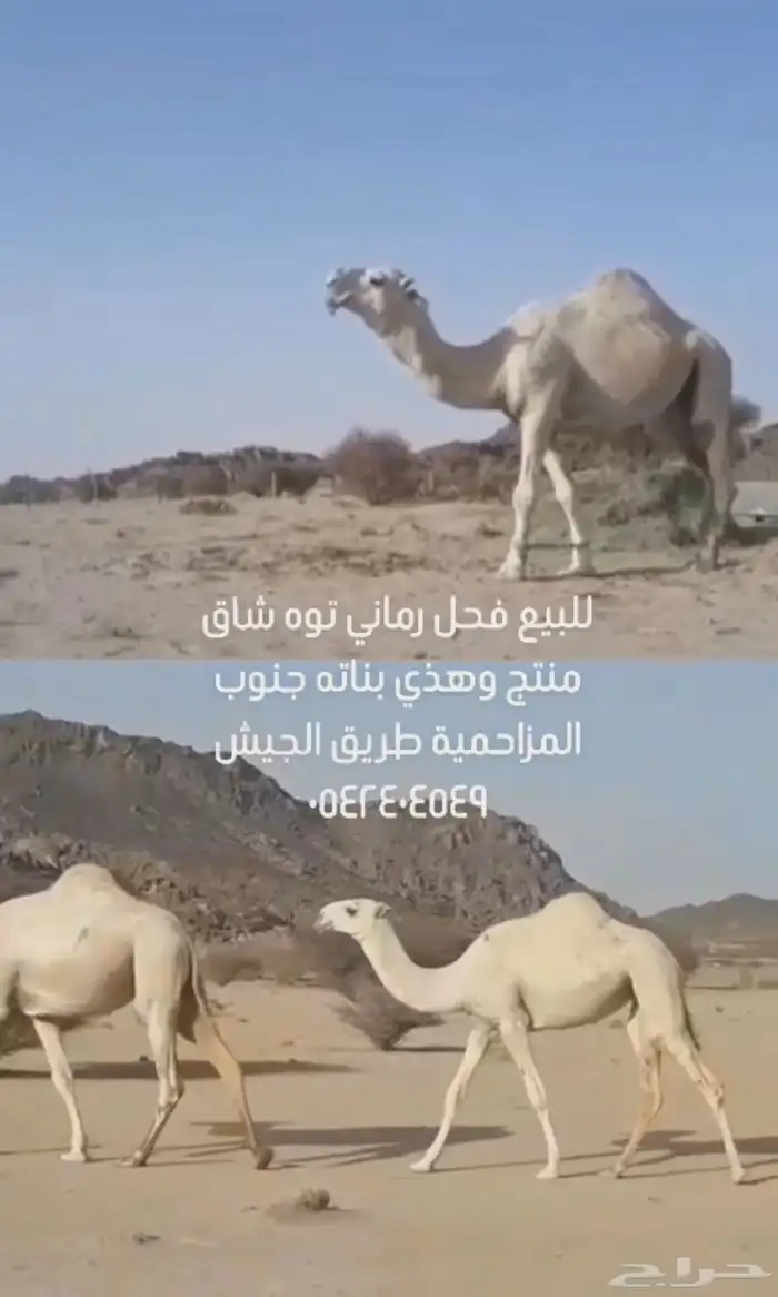 فحل رماني 0