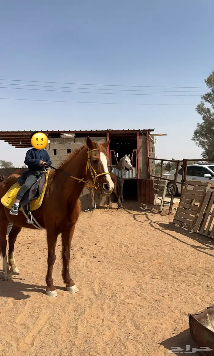 فرس شعبيه 0