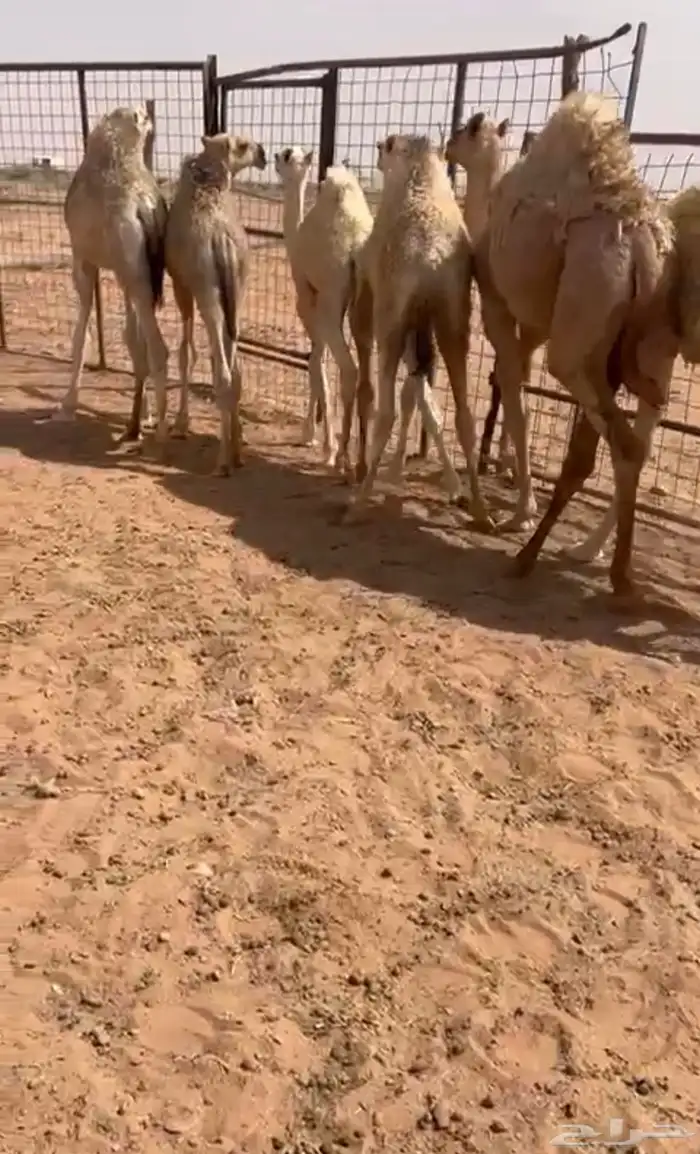 قعدان لبانيه 0