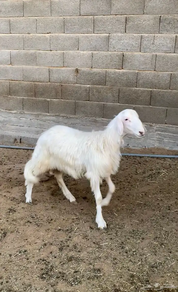 خروف للبيع 1