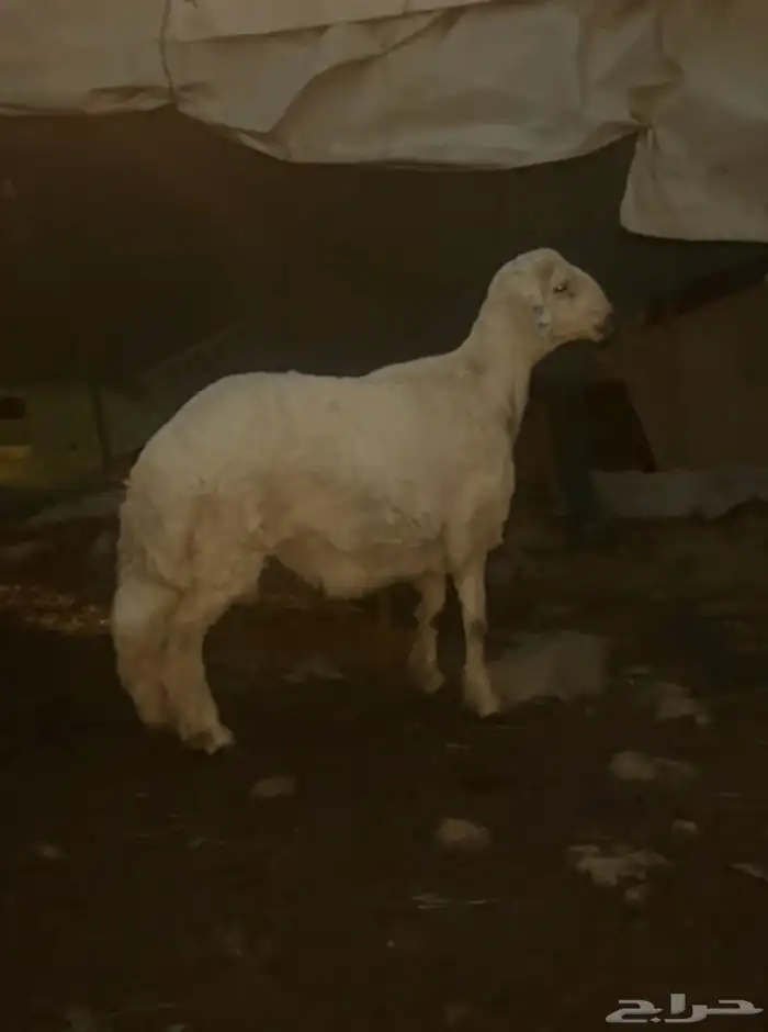 خروف للبيع 0