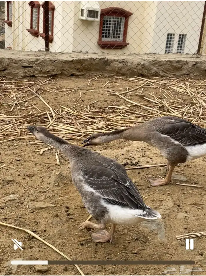 وز عراقي 2