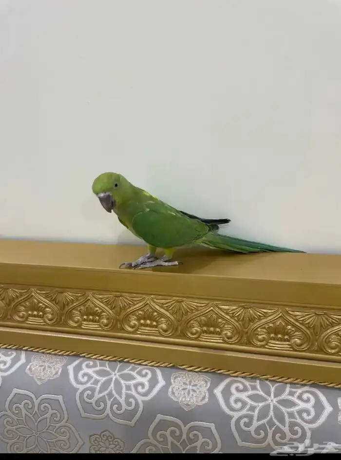دره متكلم هدد 1
