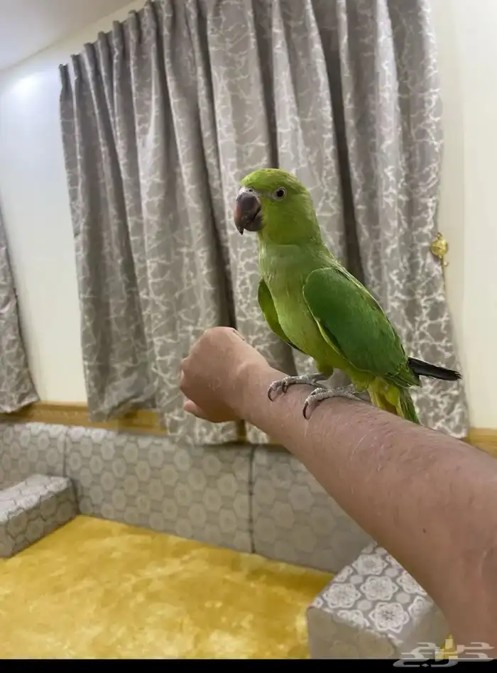 دره متكلم هدد 2