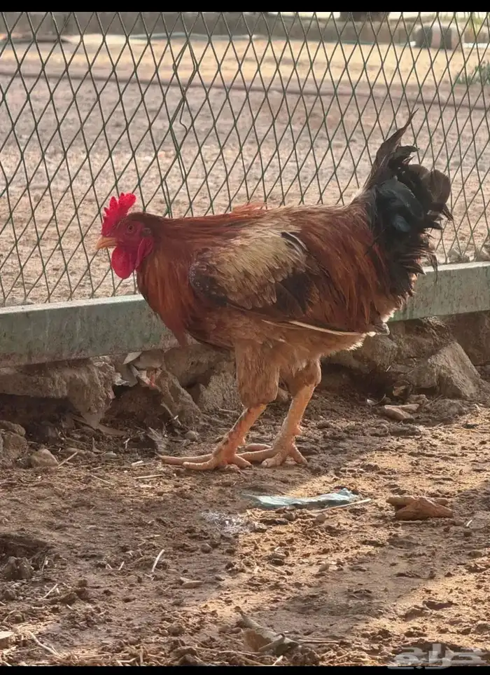 ديكين للبيع 1