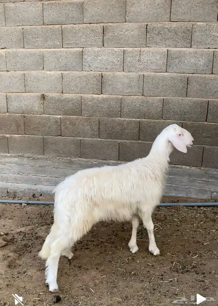 خروف للبيع 0