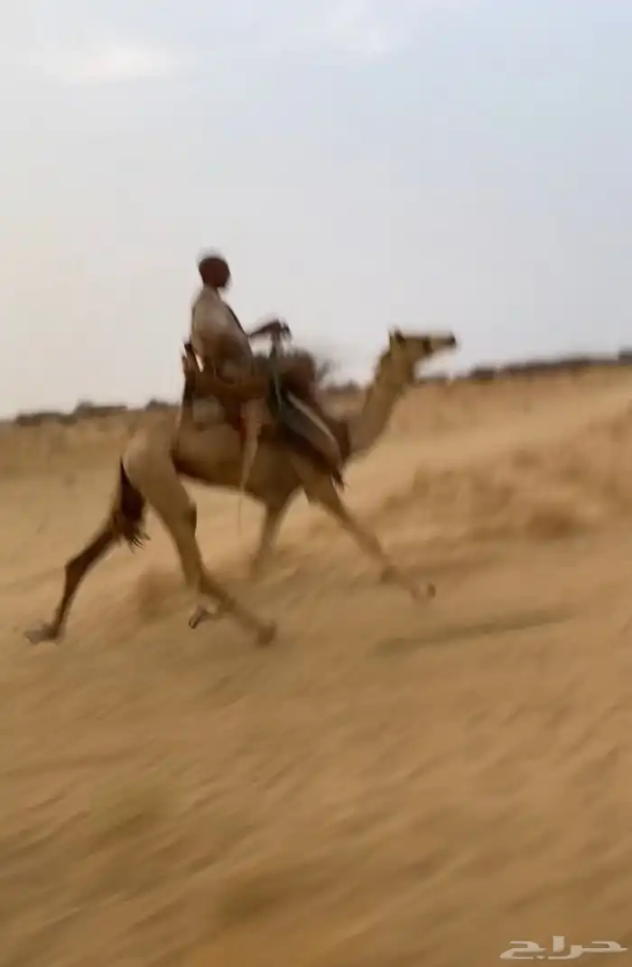 قعود حر طايع على الشرط السن جذع 1