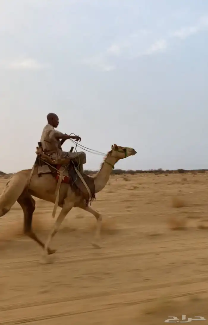 قعود حر طايع على الشرط السن جذع 2