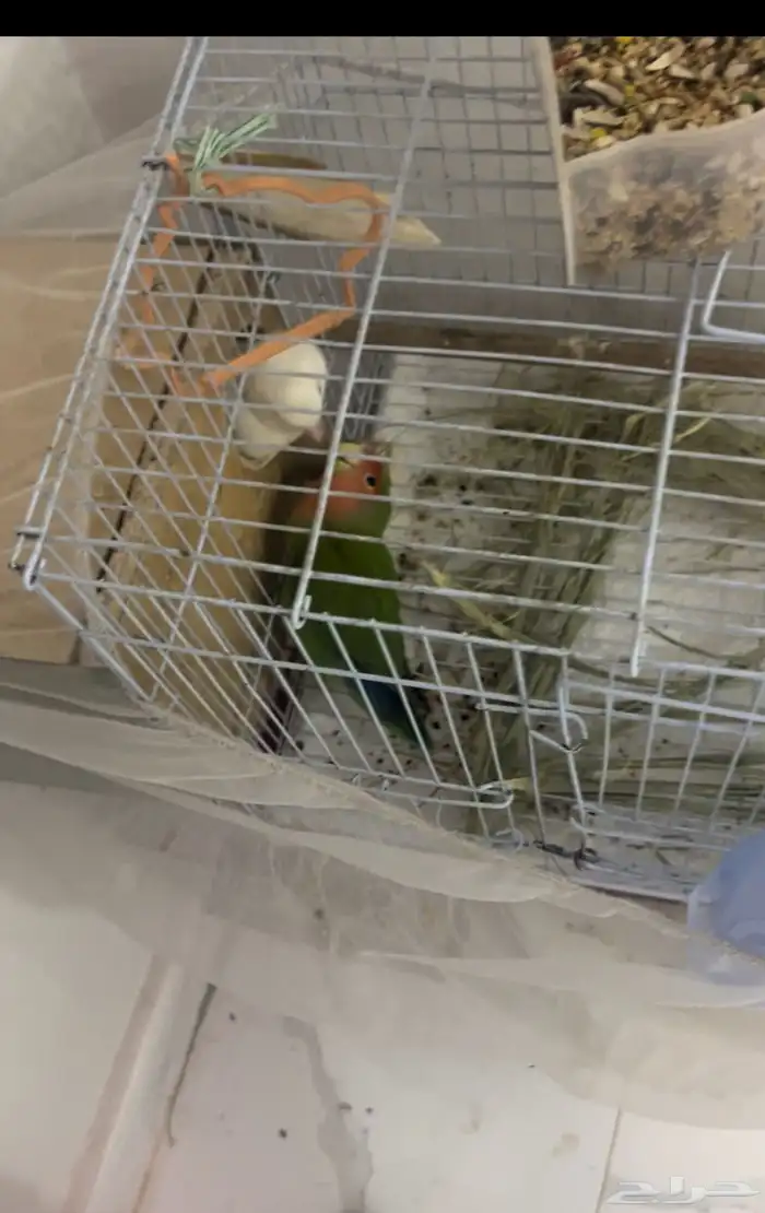 جوز روز منتج شرط قبل بدل 0