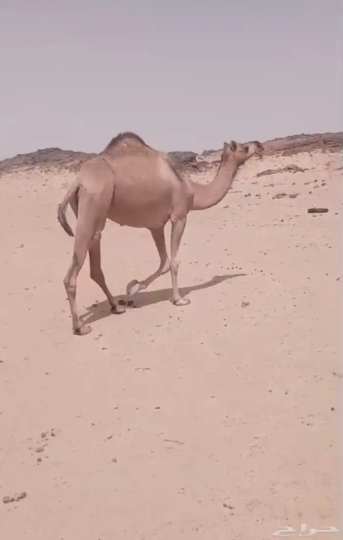 للبيع ناقه لقحه حمرا سنها ثنيه طيبه ولقحه ع بعير كفو 0