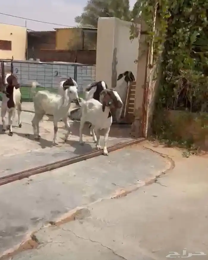 مورسيانو ومعزا هجين بورقوت وتيوس 3 عروض 0