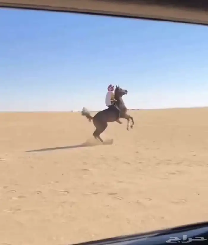 حصان شعبي 0