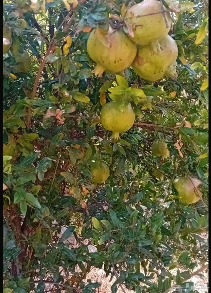 رمان للبيع (انتاج مزرعة للبيع بالكامل) المندق 1