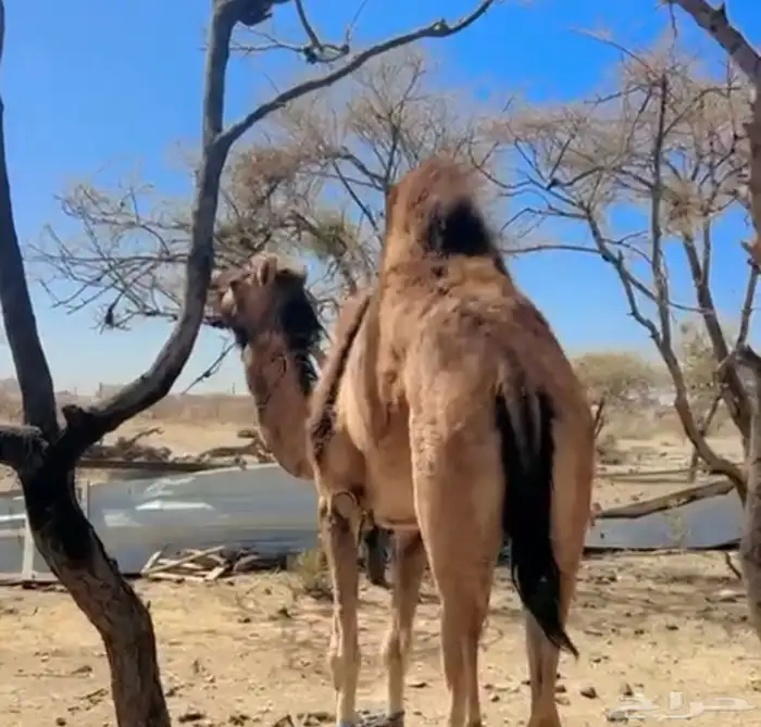 ناقه و بكره مفروده 0