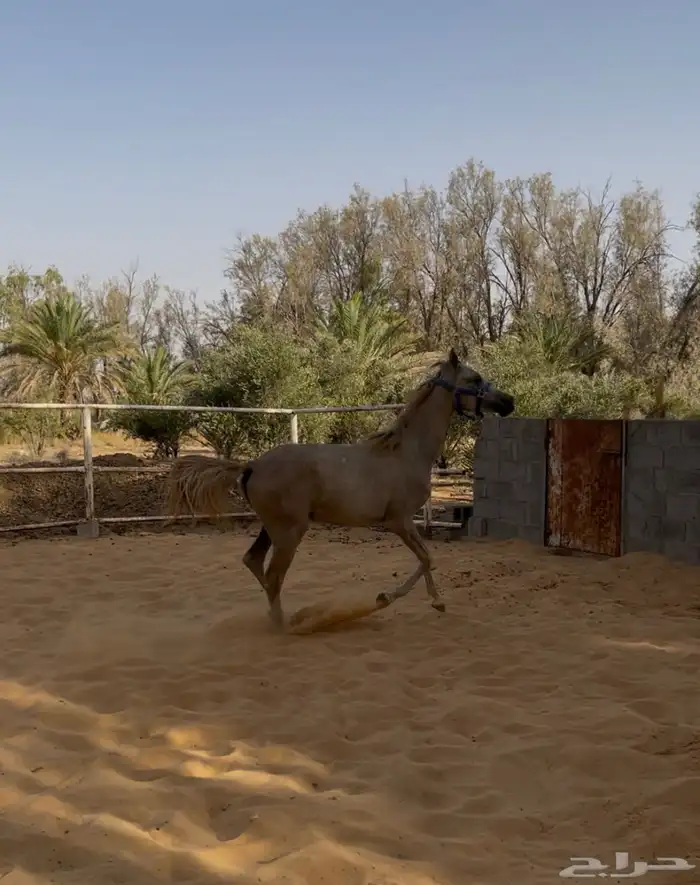 مهر من فواخر الشعبي 1