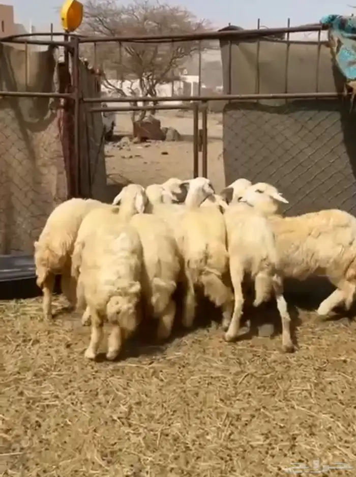 النوع رخال العدد 8 1